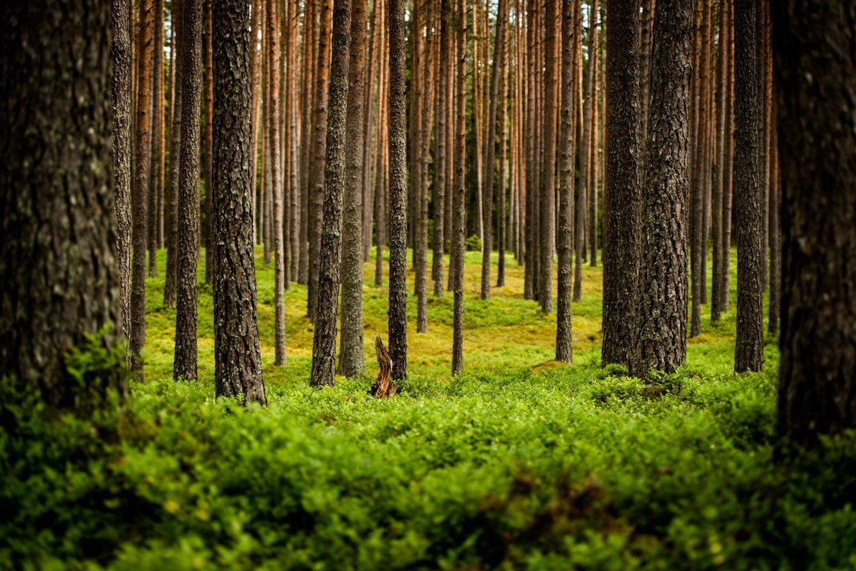 Pine forest — sustainably sourced timber for Tiksoja furniture